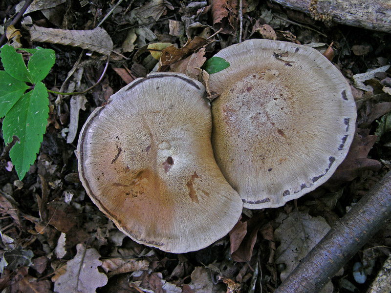 Cortinarius infractus del 08 maggio...furbetto!